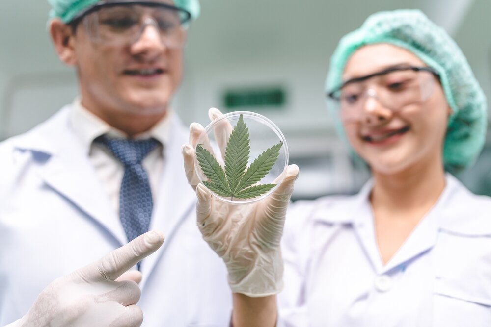 Cannabis Flowers. Scientist Checking On Organic Cannabis Hemp Plants In A Weed sample.