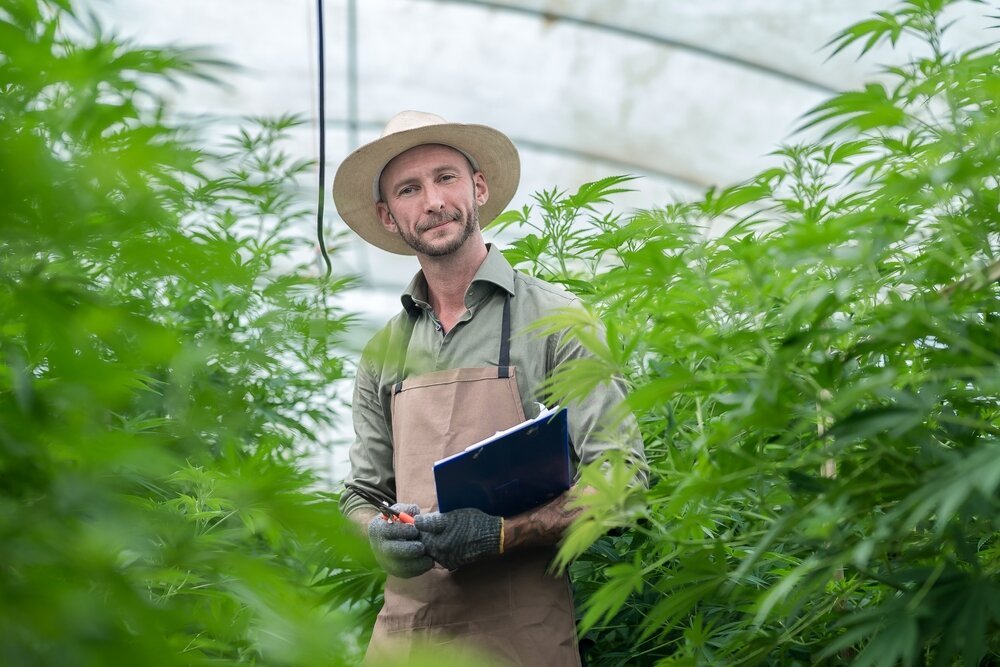 Cannabis Flowers. A,Farmer,Stands,Among,His,Commercial,Greenhouse,Hemp,Crop.,Cannabis