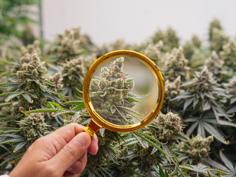 Cannabis and Mental Health. Hand holding magnifying glass. Looking at bud.