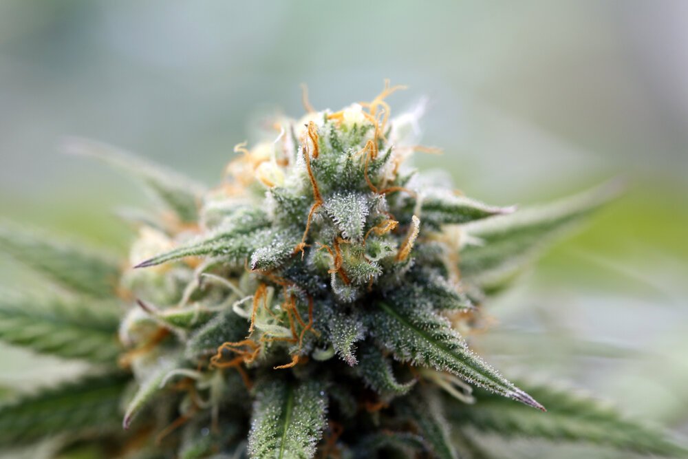 Marijuana.,Extreme,Close,Up.,Macro,Shot,Of,Growing,Marijuana,And Marijuana.,Extreme,Close,Up.,Macro,Shot,Of,Growing,Marijuana,And