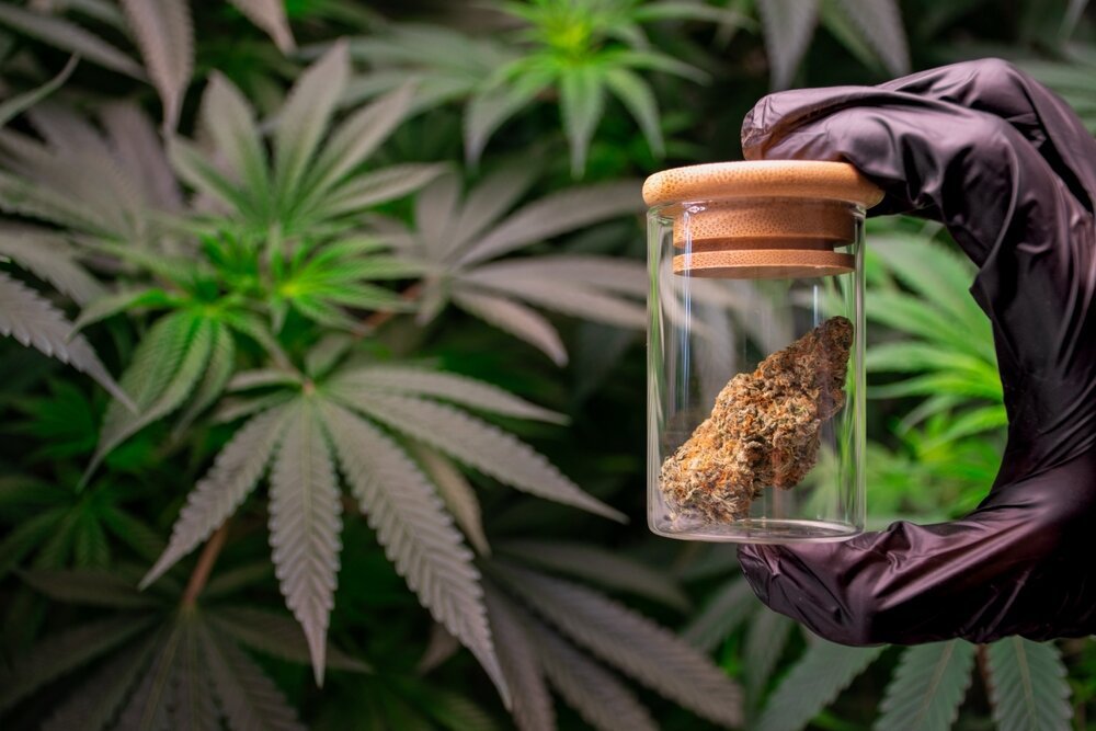Cannabis mind body connection. Hand,Scientist,Holding,A,Laboratory,Glass,Jar,With,Marijuana,Buds